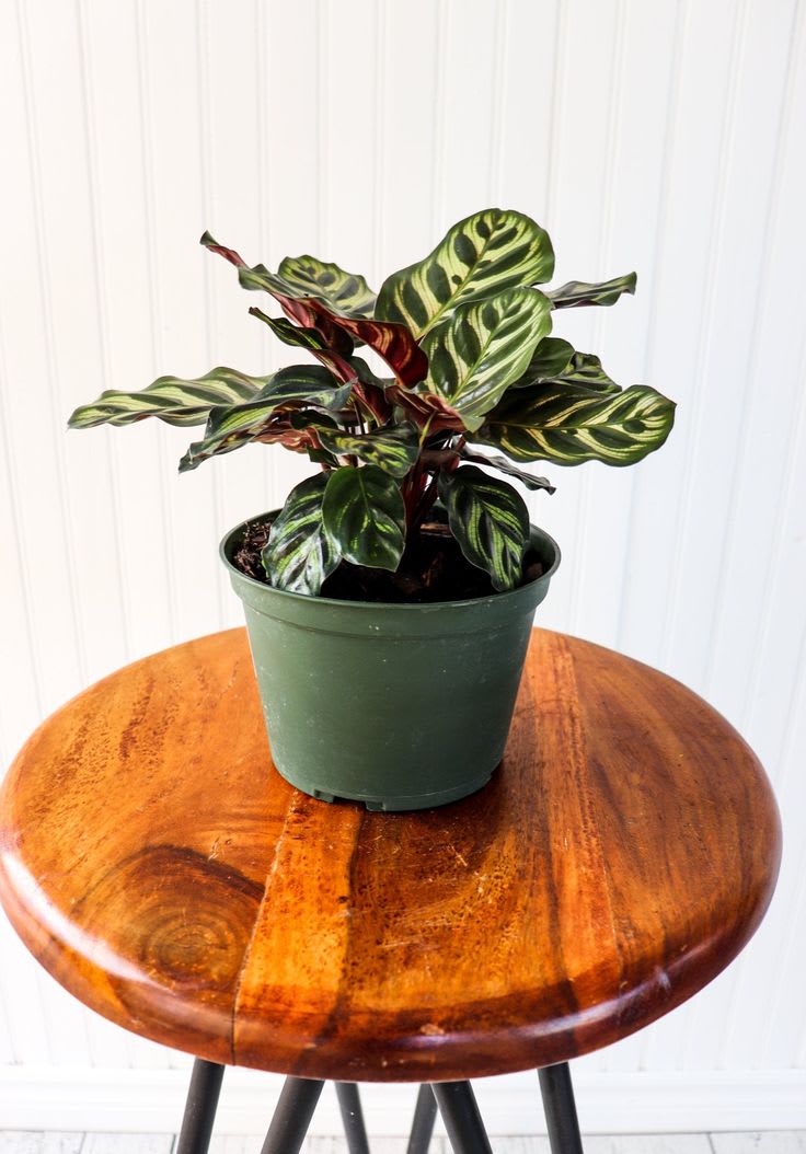 Mystic Peacock Plant (Pack Of 1)