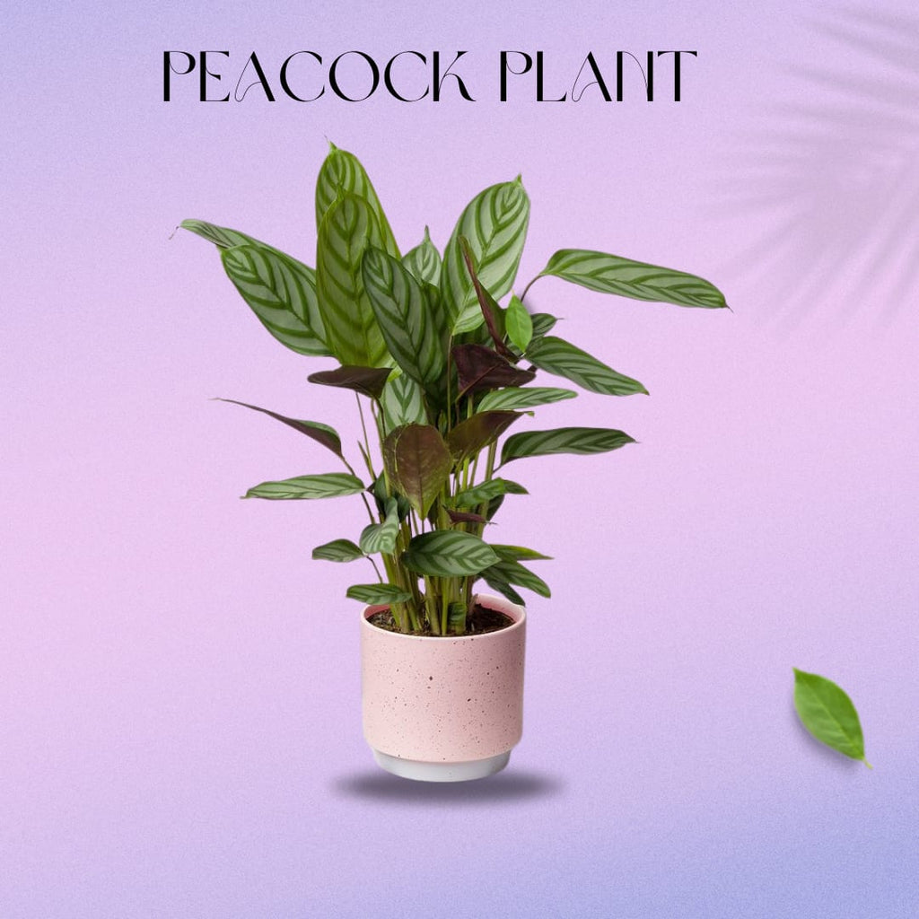 Mystic Peacock Plant (Pack Of 1)