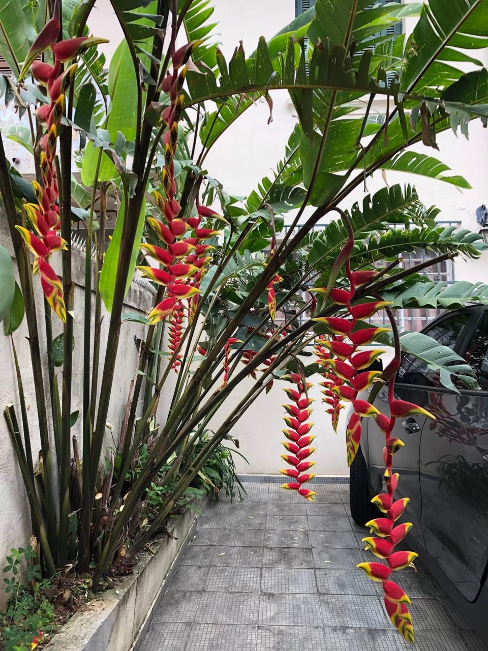 Hybrid Heliconia Flower Plant (Pack Of-1 )
