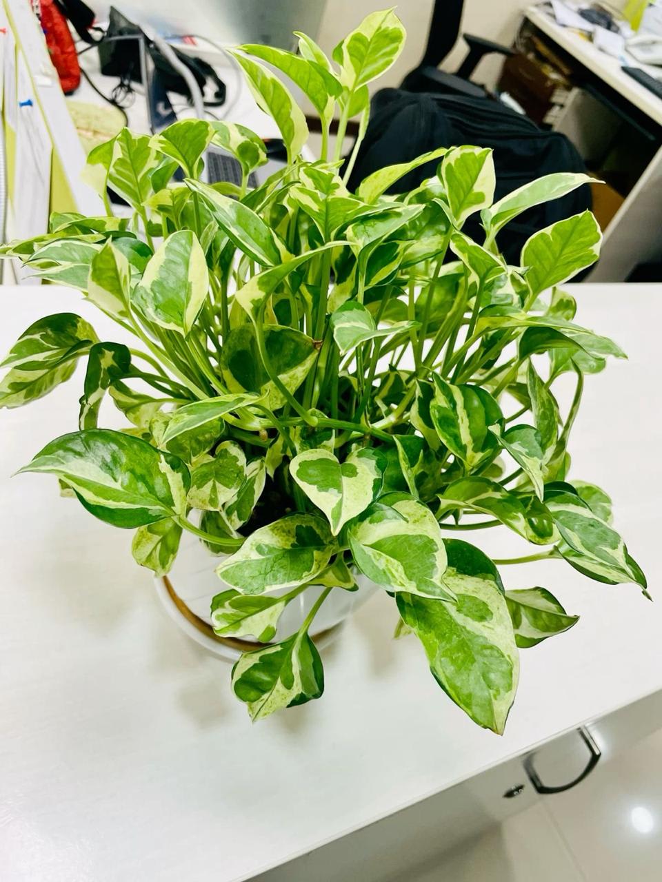 Hybrid Variegated Money Plant (Pack Of-1 )