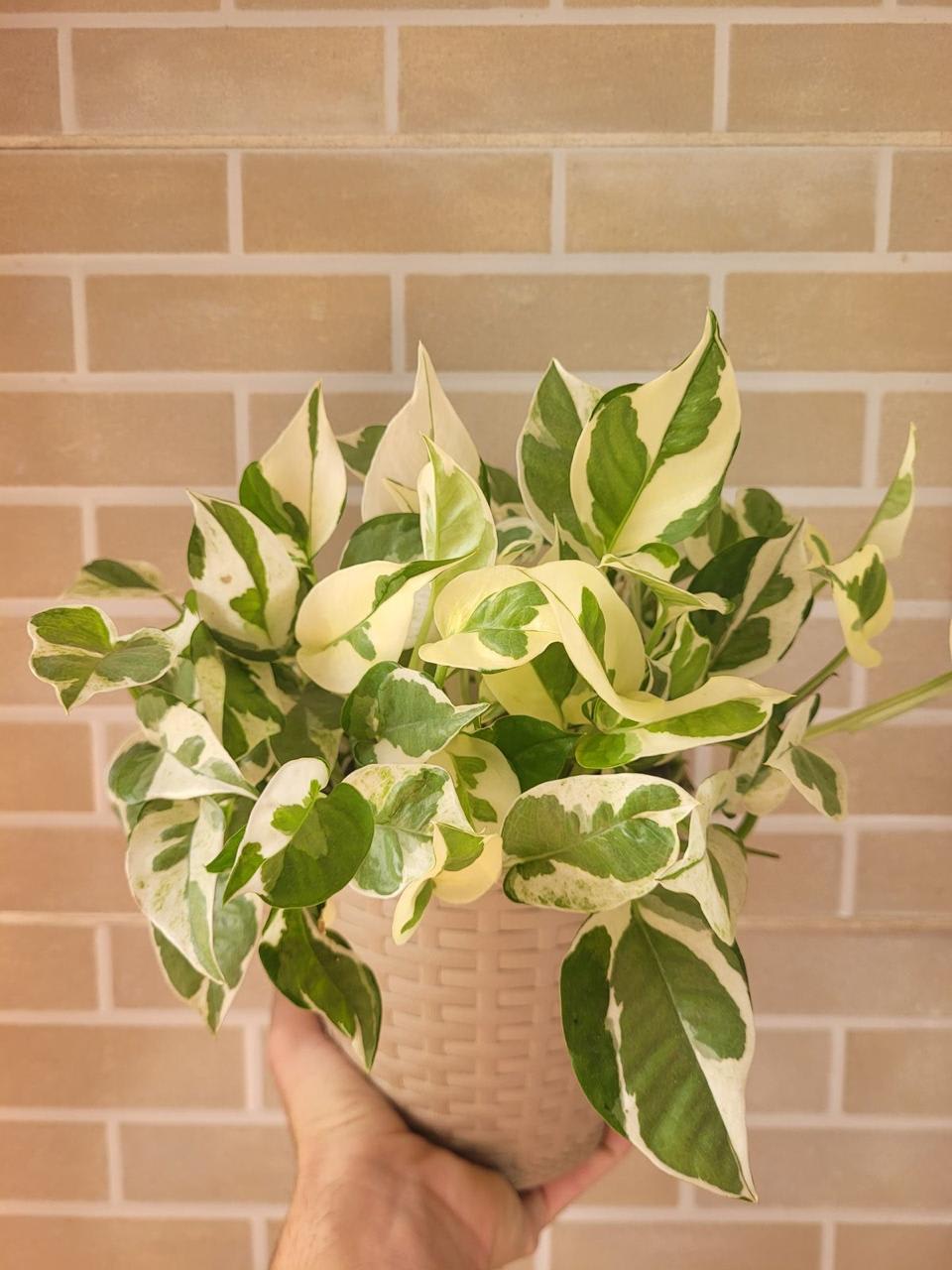Hybrid Variegated Money Plant (Pack Of-1 )