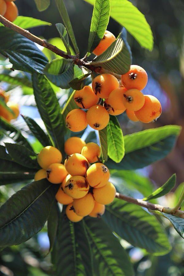 Loquat Fruit Plant (Hybrid & Grafting) Pack Of-1