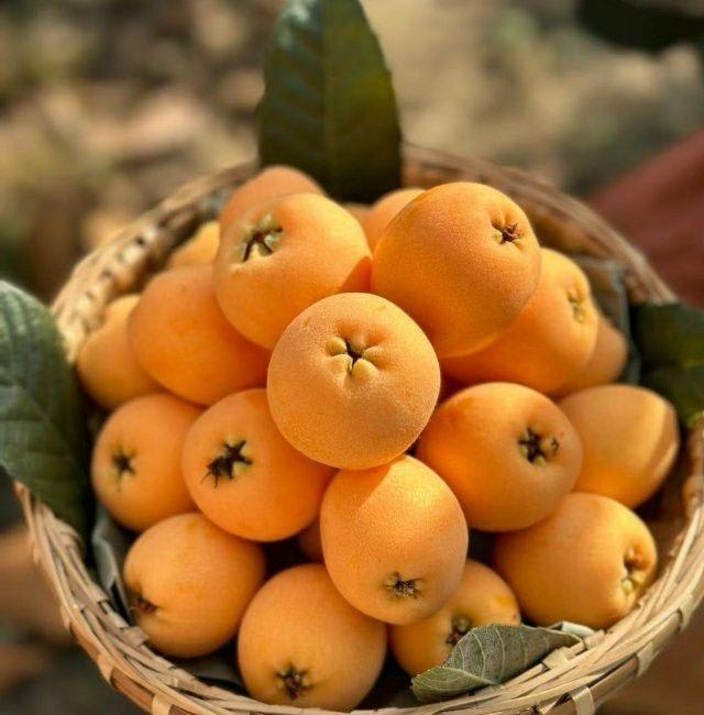 Loquat Fruit Plant (Hybrid & Grafting) Pack Of-1