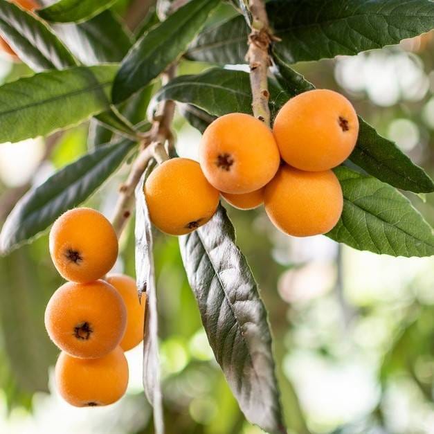 Loquat Fruit Plant (Hybrid & Grafting) Pack Of-1