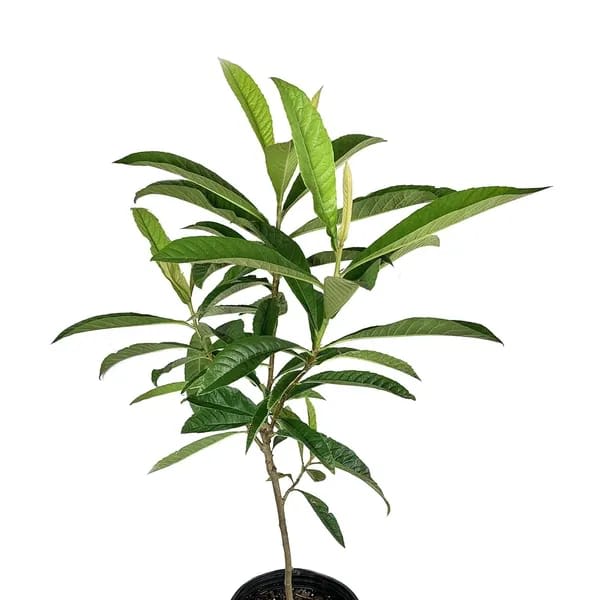 Loquat Fruit Plant (Hybrid & Grafting) Pack Of-1
