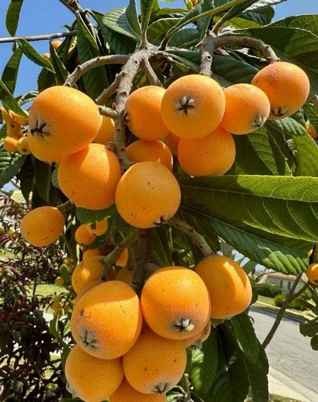 Loquat Fruit Plant (Hybrid & Grafting) Pack Of-1