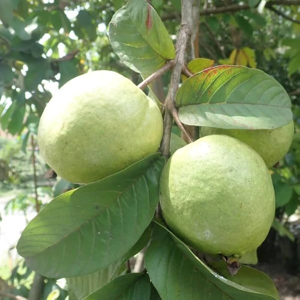 Hybrid Allahabad Guava Healthy Fruit Plant Grafting (Pack Of-1)