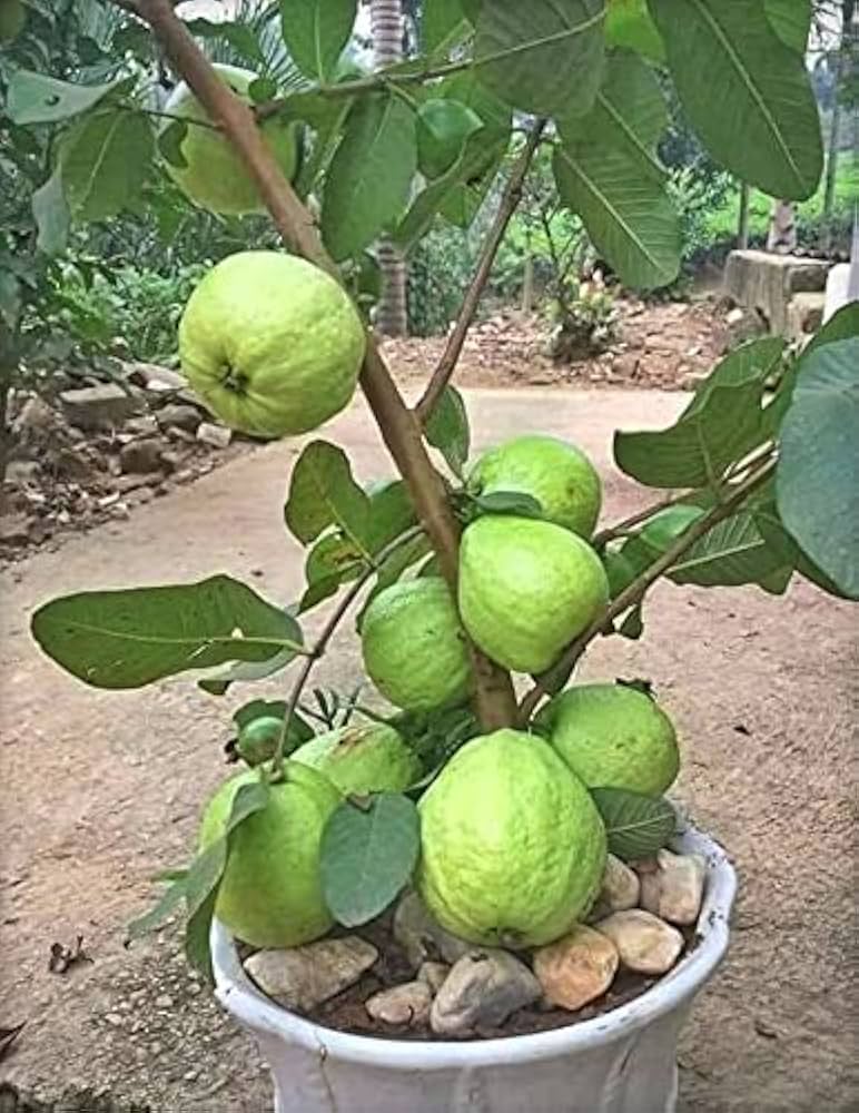 Hybrid Allahabad Guava Healthy Fruit Plant Grafting (Pack Of-1)