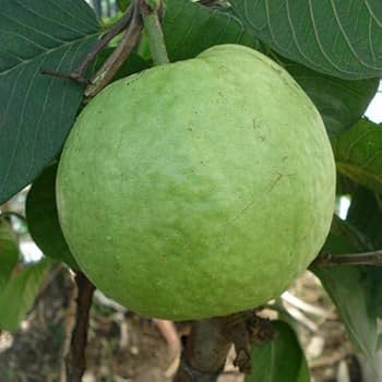 Hybrid Allahabad Guava Healthy Fruit Plant Grafting (Pack Of-1)