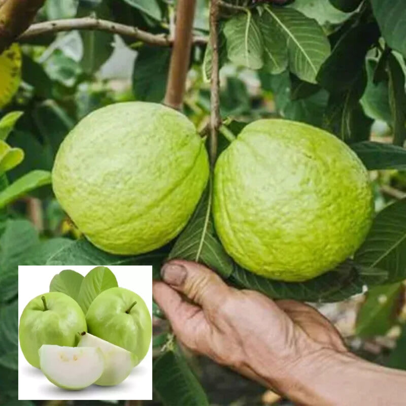 Hybrid Allahabad Guava Healthy Fruit Plant Grafting (Pack Of-1)