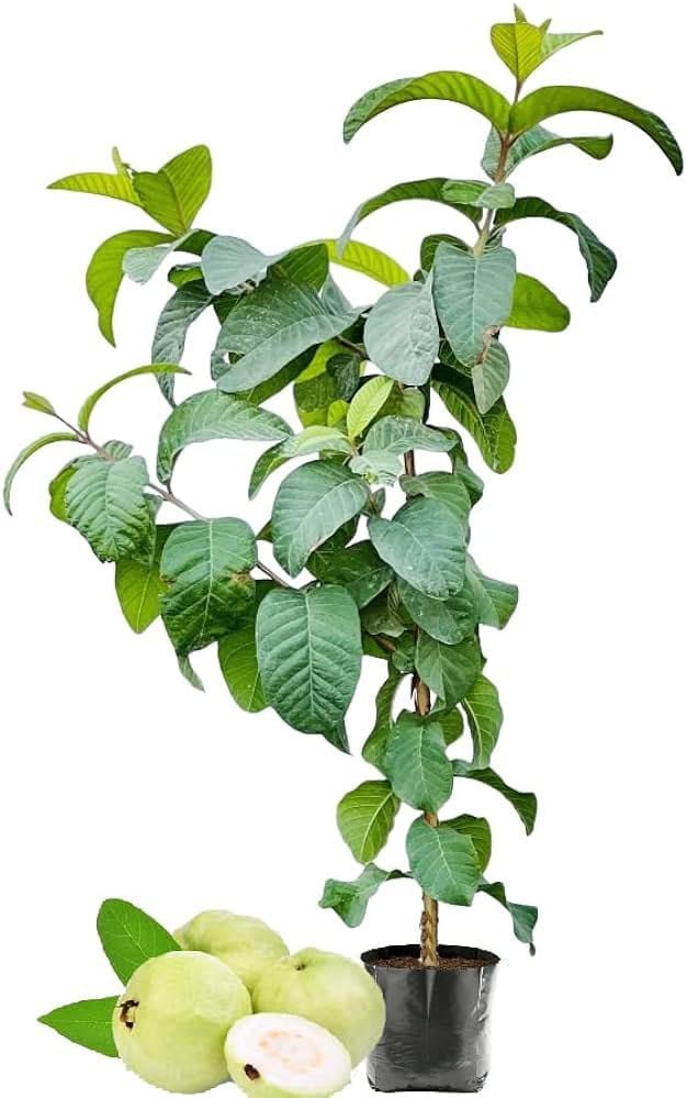 Hybrid Allahabad Guava Healthy Fruit Plant Grafting (Pack Of-1)