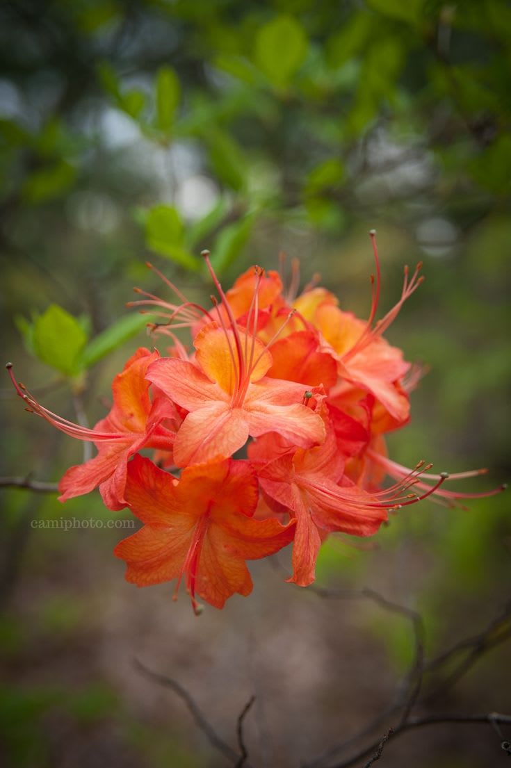 Hybrid Azalea Orange Flower Plant (Pack Of-1 )