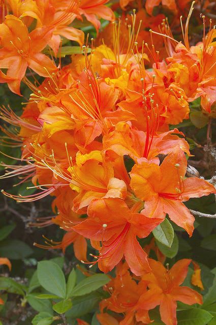 Hybrid Azalea Orange Flower Plant (Pack Of-1 )