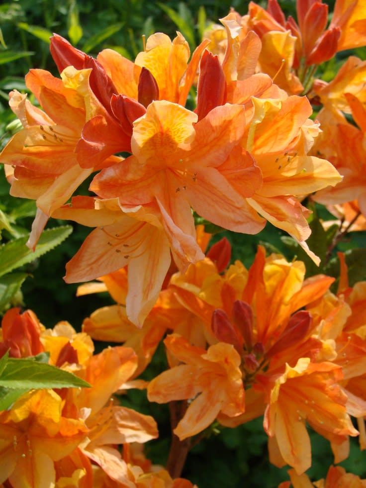Hybrid Azalea Orange Flower Plant (Pack Of-1 )