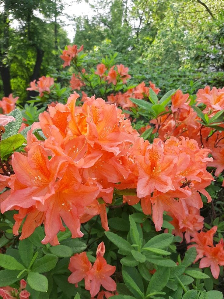 Hybrid Azalea Orange Flower Plant (Pack Of-1 )