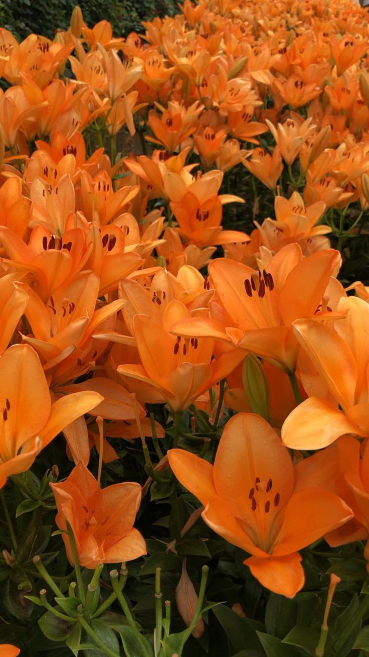 Hybrid Azalea Orange Flower Plant (Pack Of-1 )