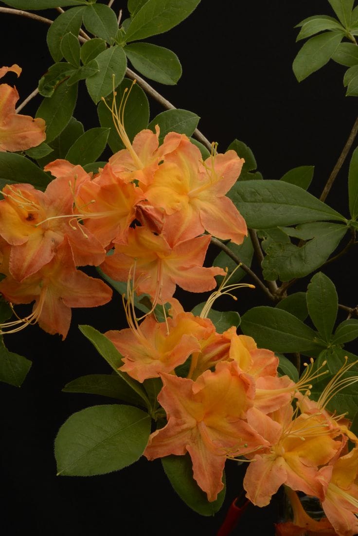 Hybrid Azalea Orange Flower Plant (Pack Of-1 )