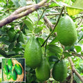 Hybrid Gandharaj Lemon Fruit Plant (Pack Of-1 )