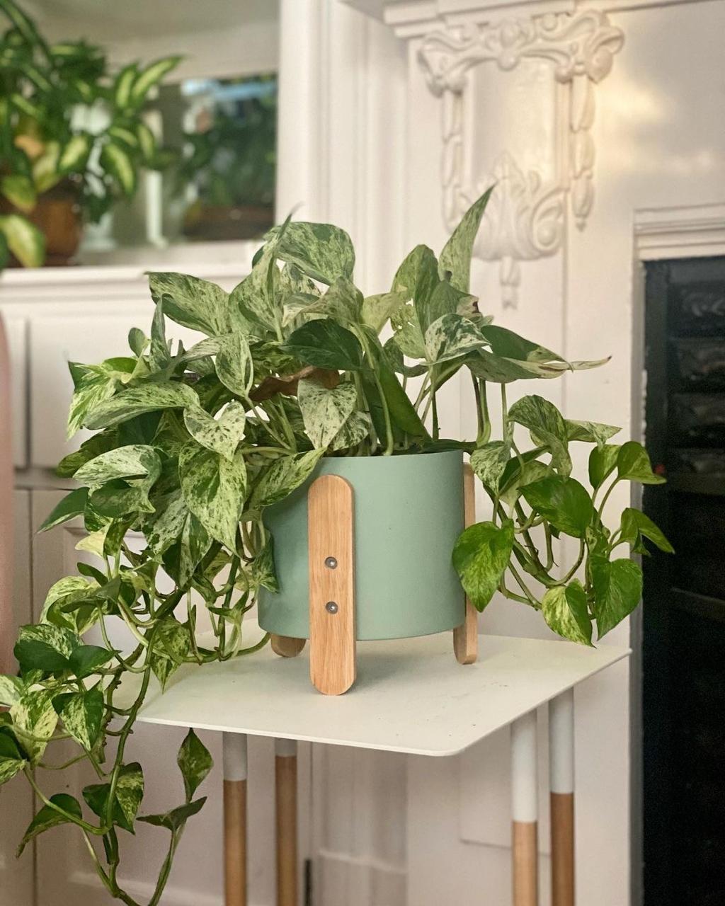 Hybrid Marble Queen Money Plant ( Pack Of-1 )