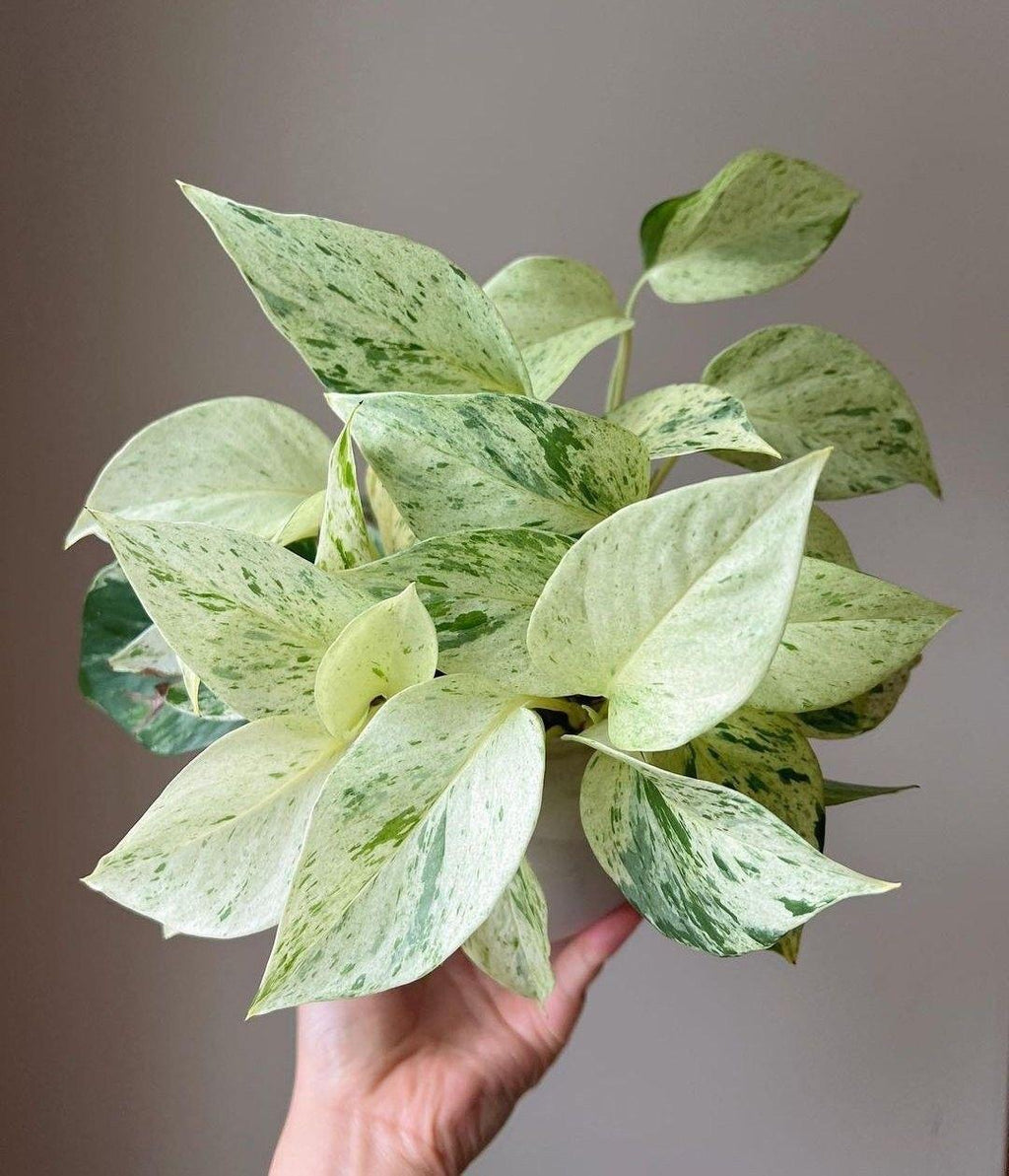 Hybrid Marble Queen Money Plant ( Pack Of-1 )
