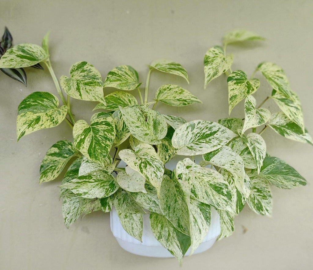 Hybrid Marble Queen Money Plant ( Pack Of-1 )
