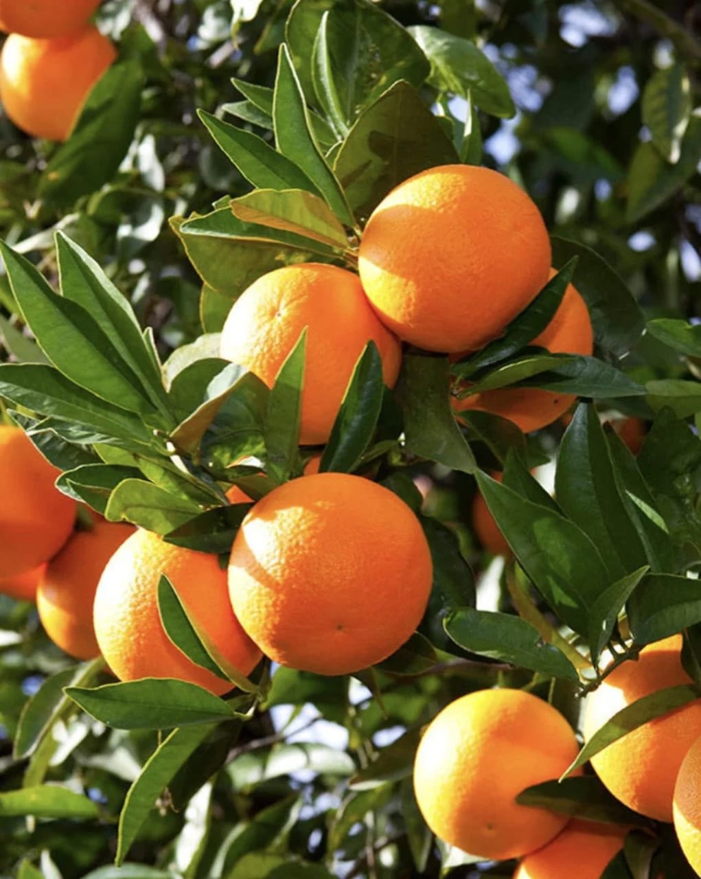 Hybrid Washington Navel Orange 🍊🍊🍊 Grafting Fruit Plant (Pack Of-1 )
