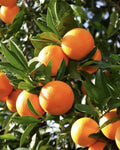 Hybrid Washington Navel Orange 🍊🍊🍊 Grafting Fruit Plant (Pack Of-1 )