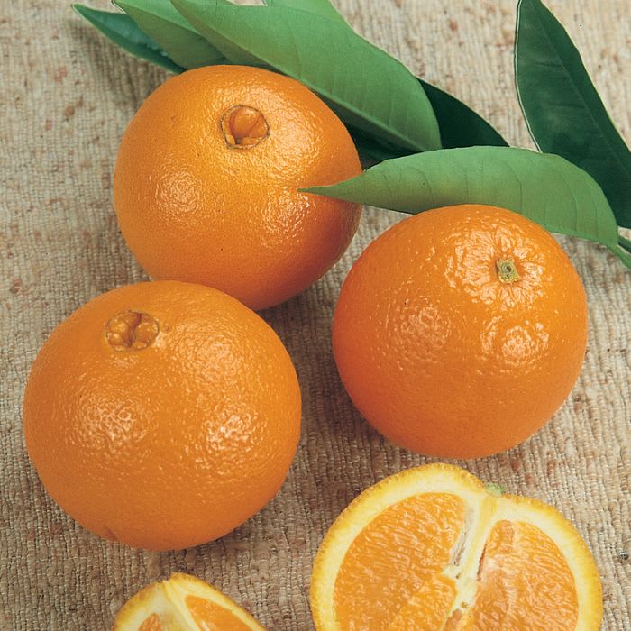 Hybrid Washington Navel Orange 🍊🍊🍊 Grafting Fruit Plant (Pack Of-1 )