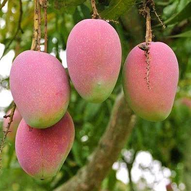 Hybrid Suvarna Rekha Mango Grafting Plant (Pack Of 1)