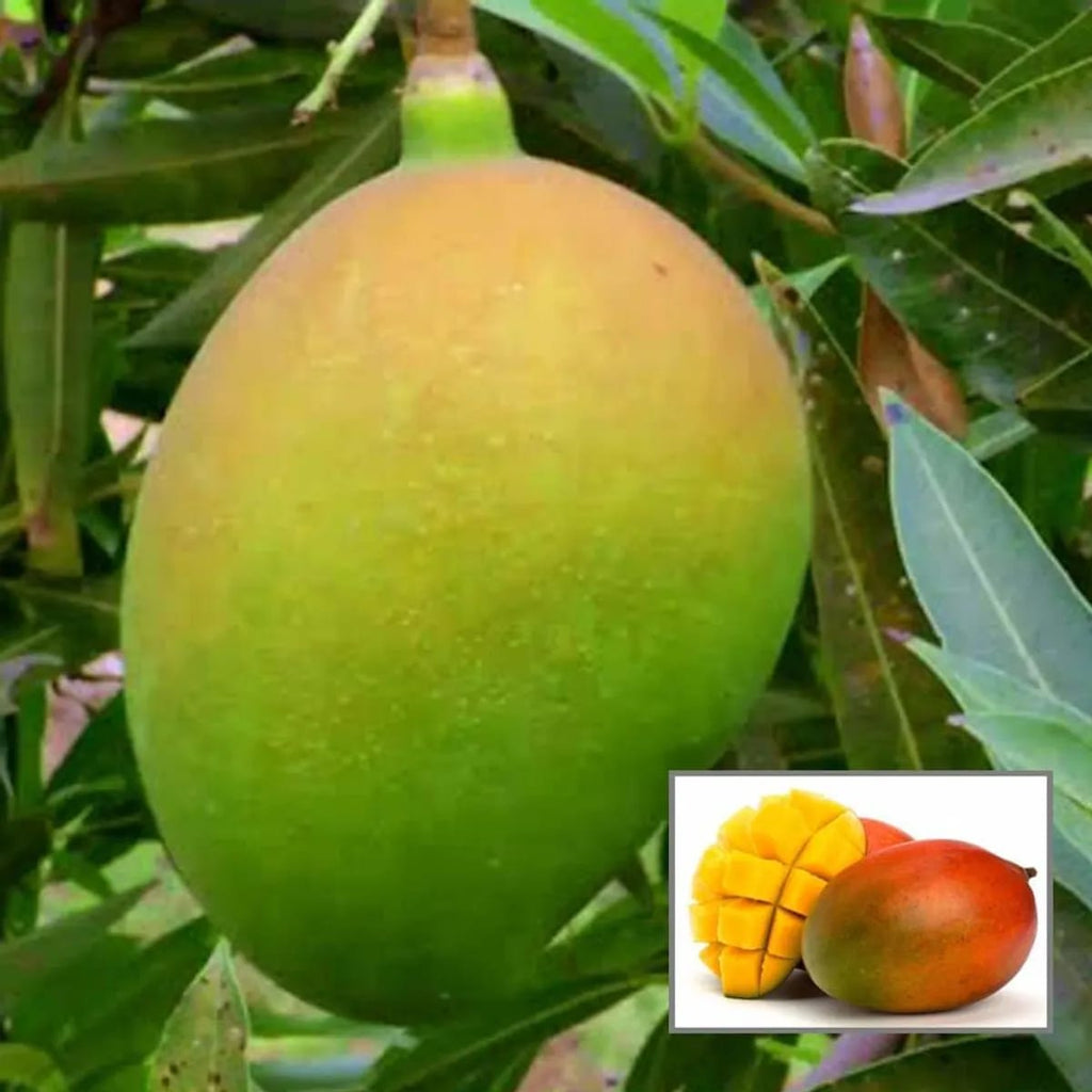 Hybrid Suvarna Rekha Mango Grafting Plant (Pack Of 1)
