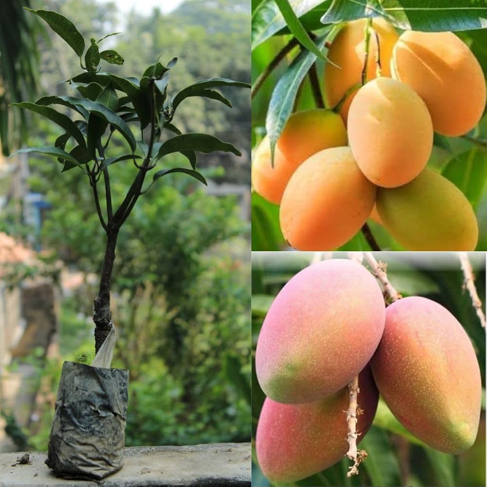 Hybrid Suvarna Rekha Mango Grafting Plant (Pack Of 1)
