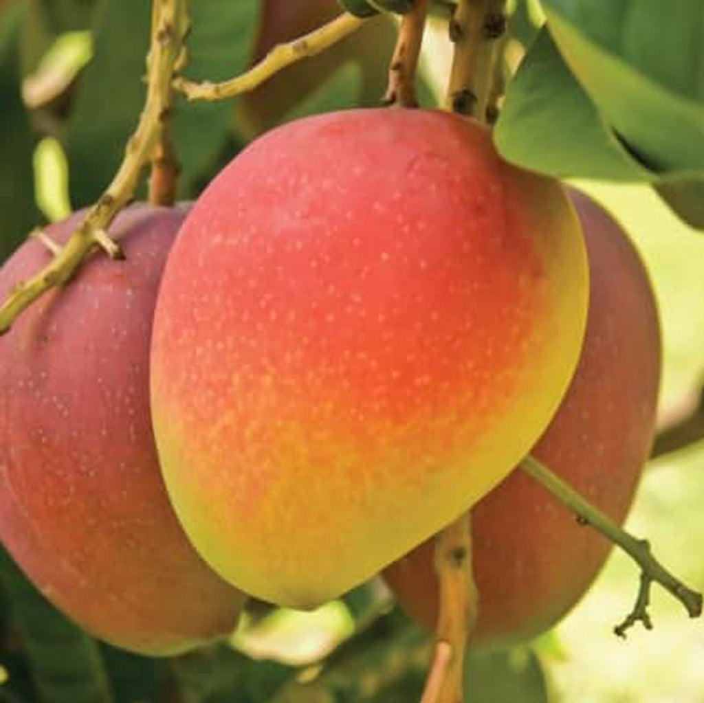 Hybrid Suvarna Rekha Mango Grafting Plant (Pack Of 1)