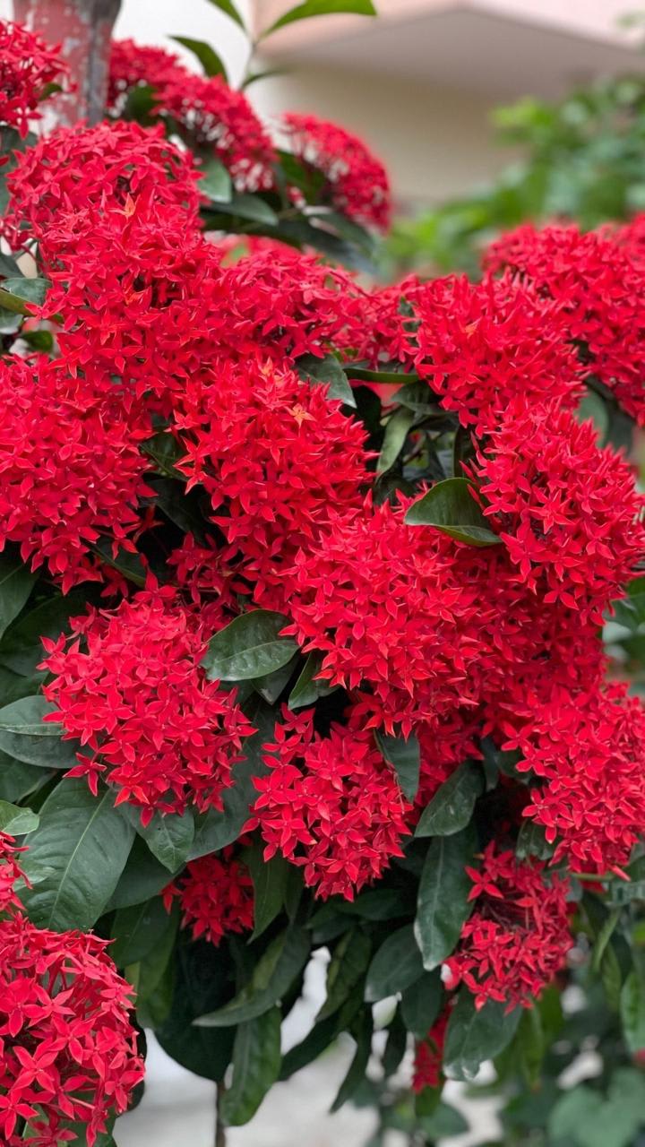 Hybrid Red Ixora Flower Plant (Pack Of-1)