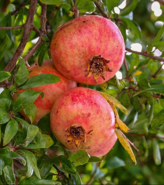 Super Bhagwa Pomegranate (Anar) - Layering/Grafted Plant (1 -3 Ft.)