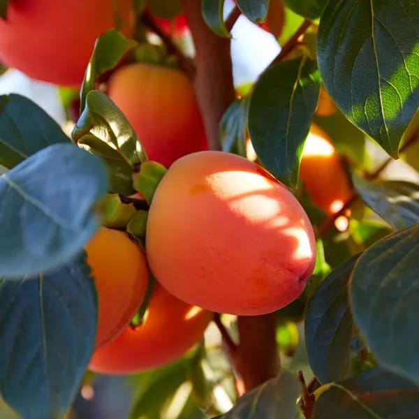 Hybrid Persimmom Grafting Fruit Plant (Pack Of-1)