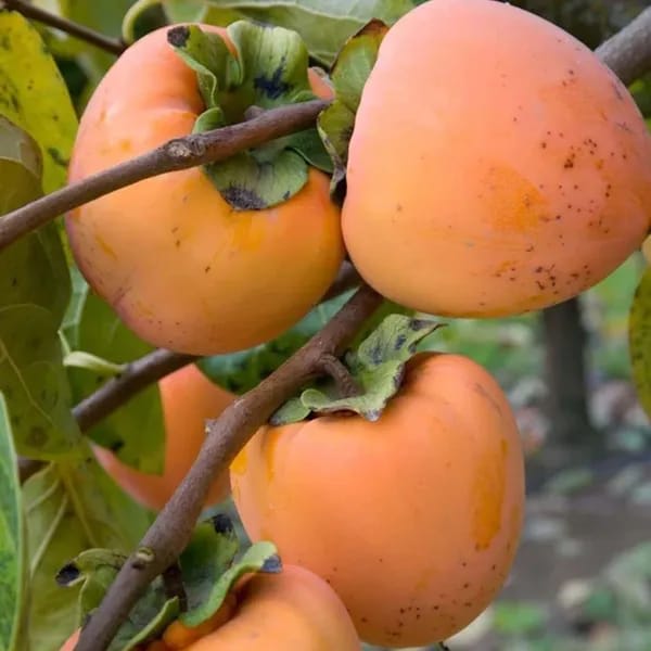 Hybrid Persimmom Grafting Fruit Plant (Pack Of-1)