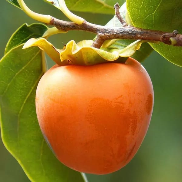 Hybrid Persimmom Grafting Fruit Plant (Pack Of-1)