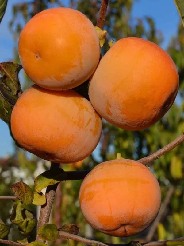 Hybrid Persimmom Grafting Fruit Plant (Pack Of-1)