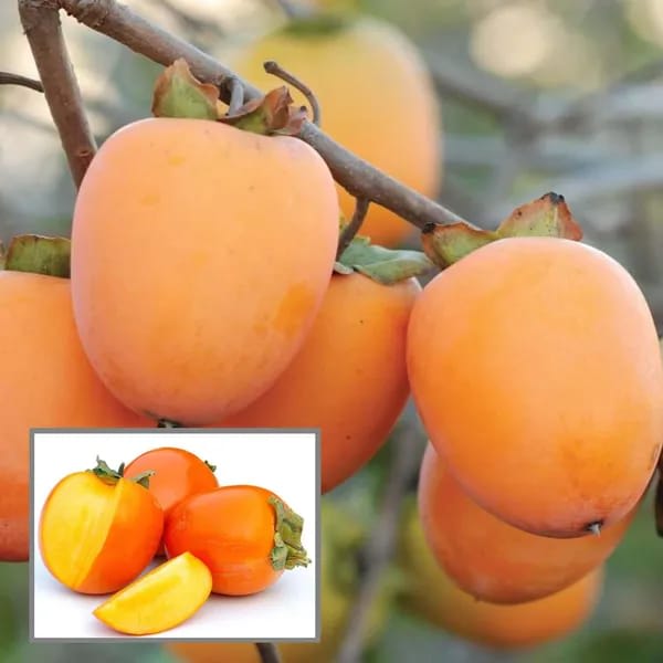 Hybrid Persimmom Grafting Fruit Plant (Pack Of-1)
