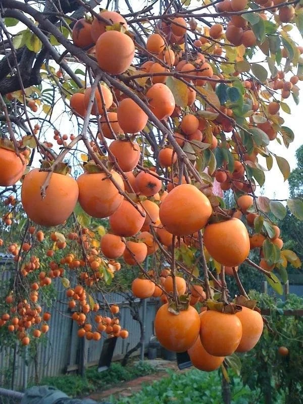 Hybrid Persimmom Grafting Fruit Plant (Pack Of-1)