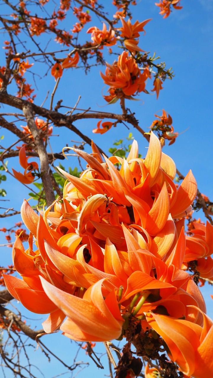 Hybrid Palash Flower Plant (Pack Of-1 )