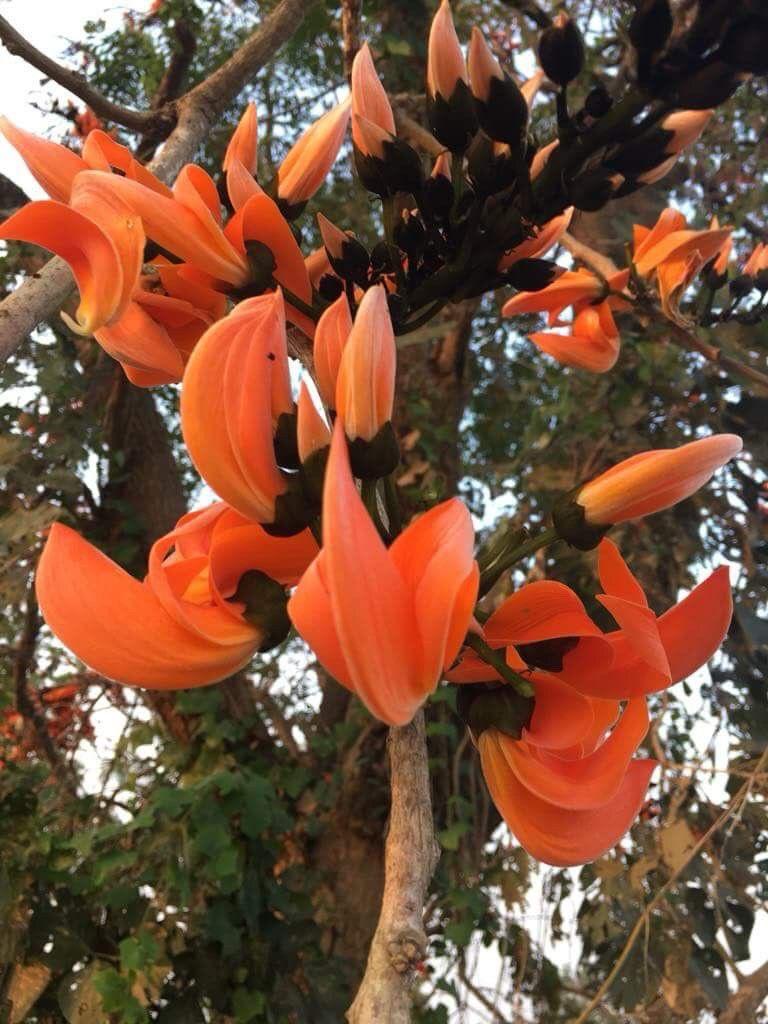 Hybrid Palash Flower Plant (Pack Of-1 )