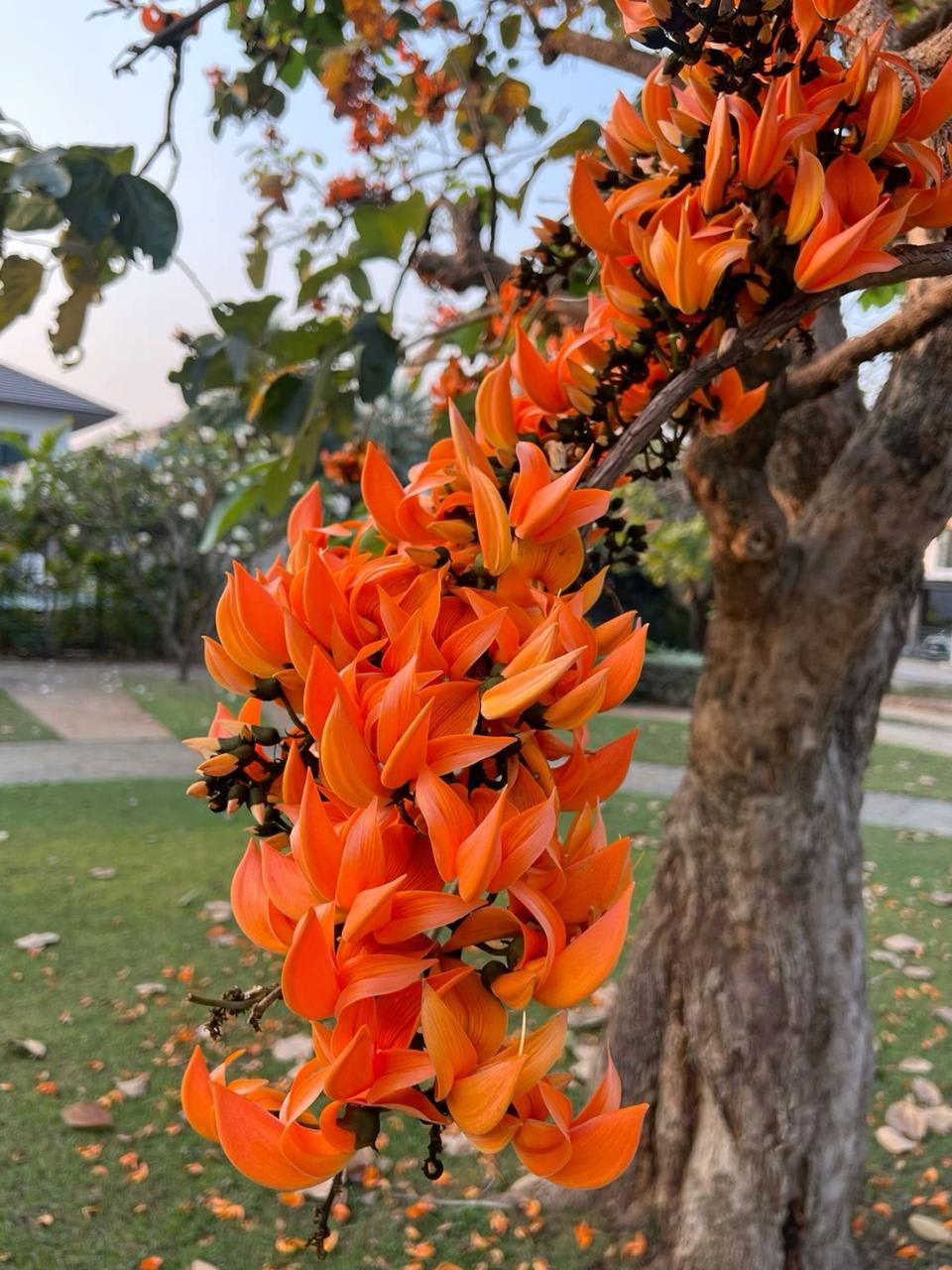 Hybrid Palash Flower Plant (Pack Of-1 )