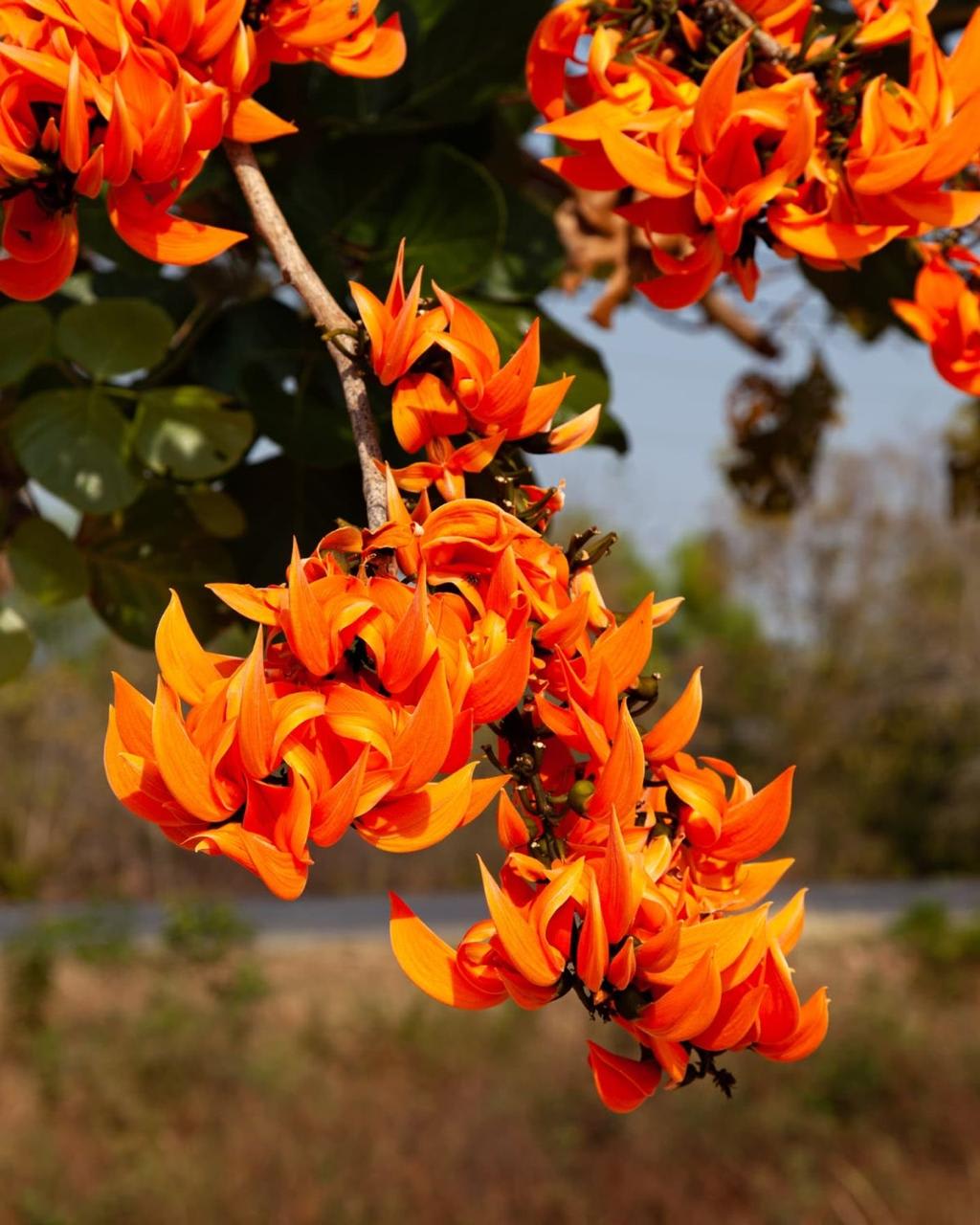 Hybrid Palash Flower Plant (Pack Of-1 )
