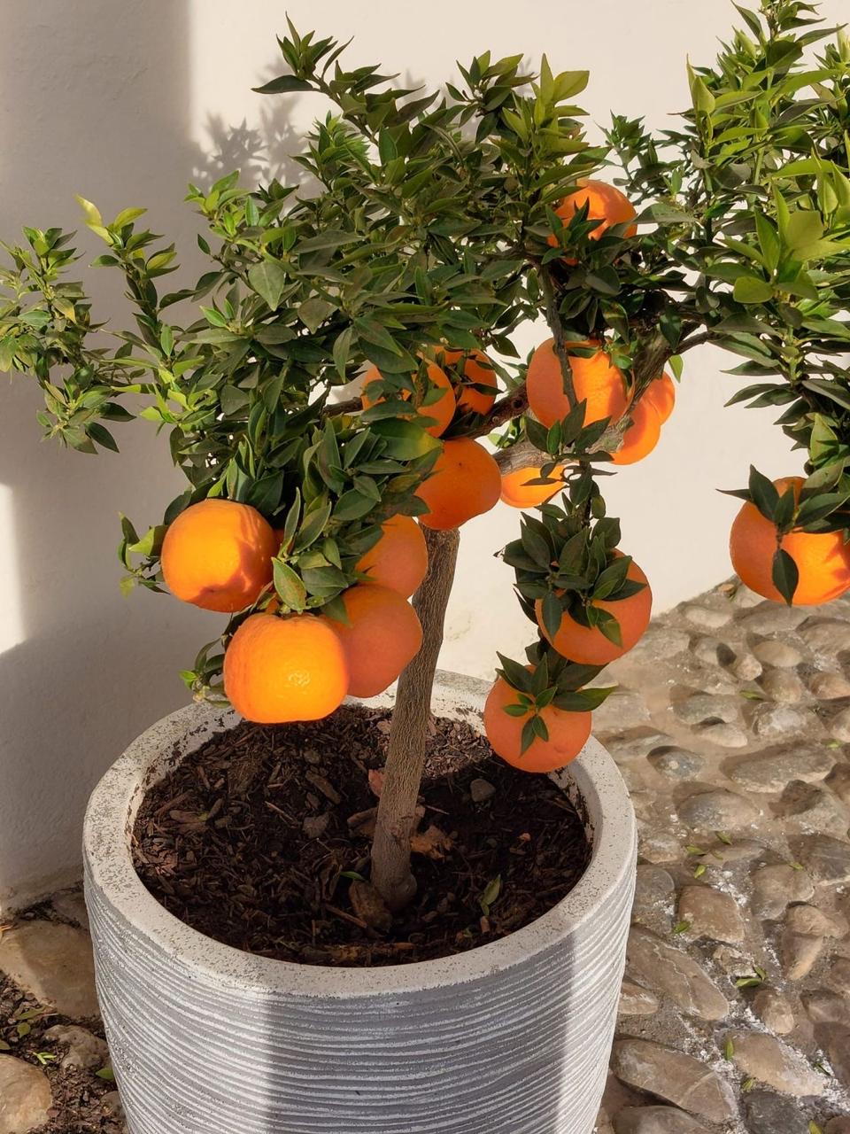 Hybrid Satsuma Orange Grafting Fruit Plant (Pack Of-1 )