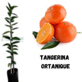 Hybrid Satsuma Orange Grafting Fruit Plant (Pack Of-1 )