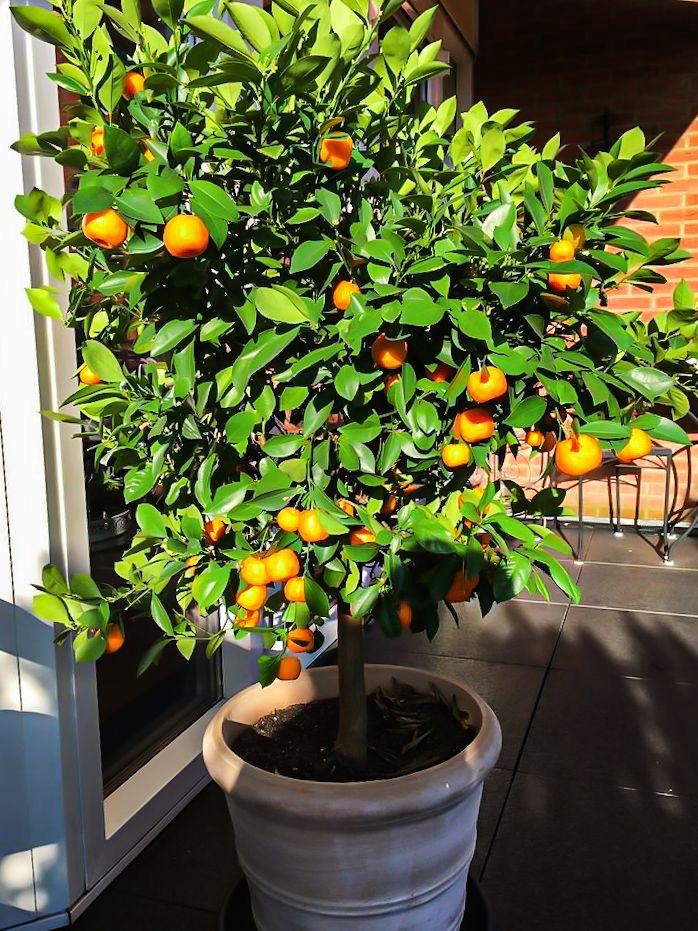 Hybrid Satsuma Orange Grafting Fruit Plant (Pack Of-1 )
