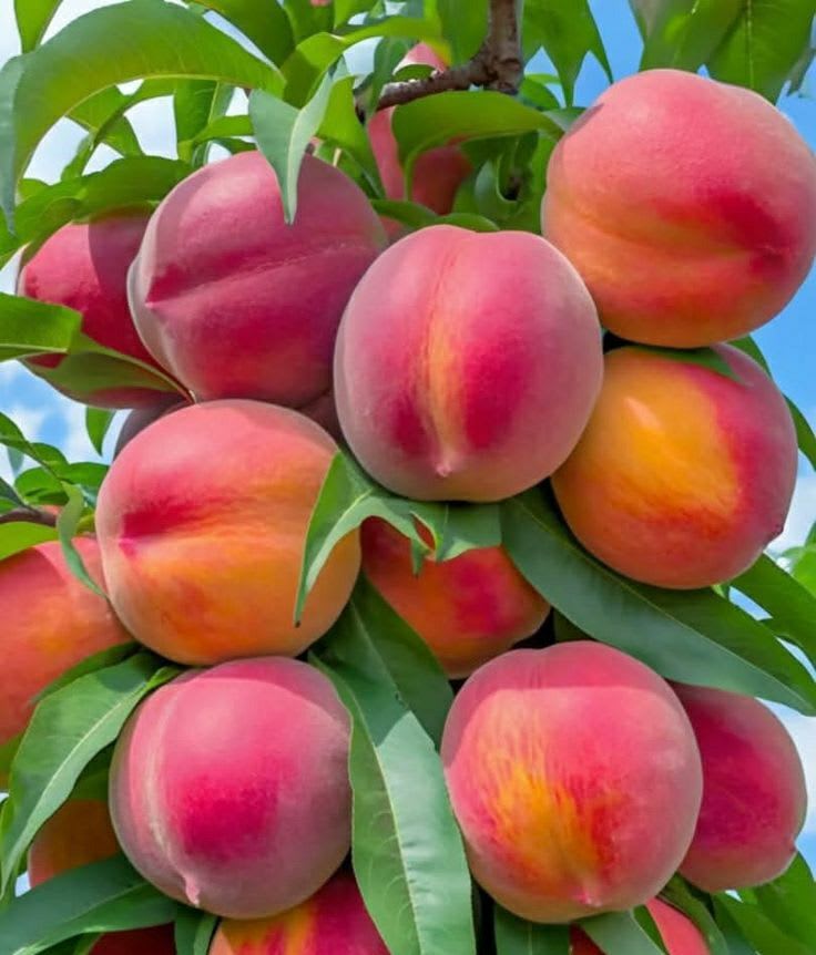 Peach Fruit Plant | Hybrid and Grafting Plant (Pack of 1)