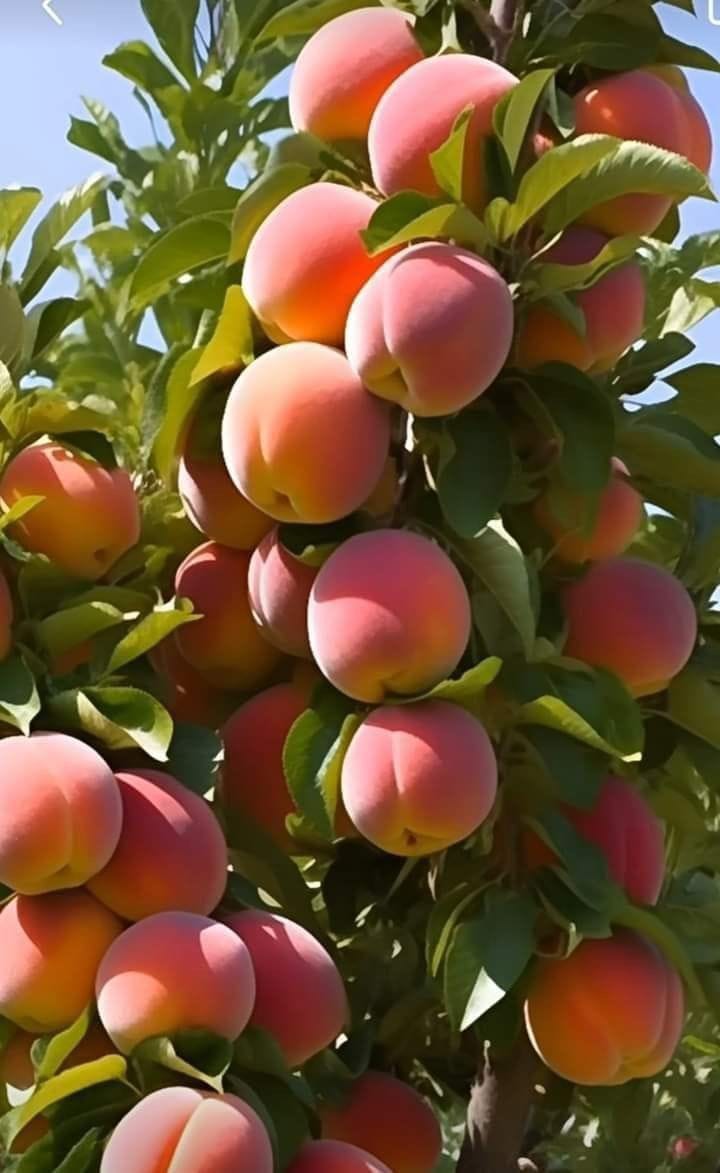Peach Fruit Plant | Hybrid and Grafting Plant (Pack of 1)