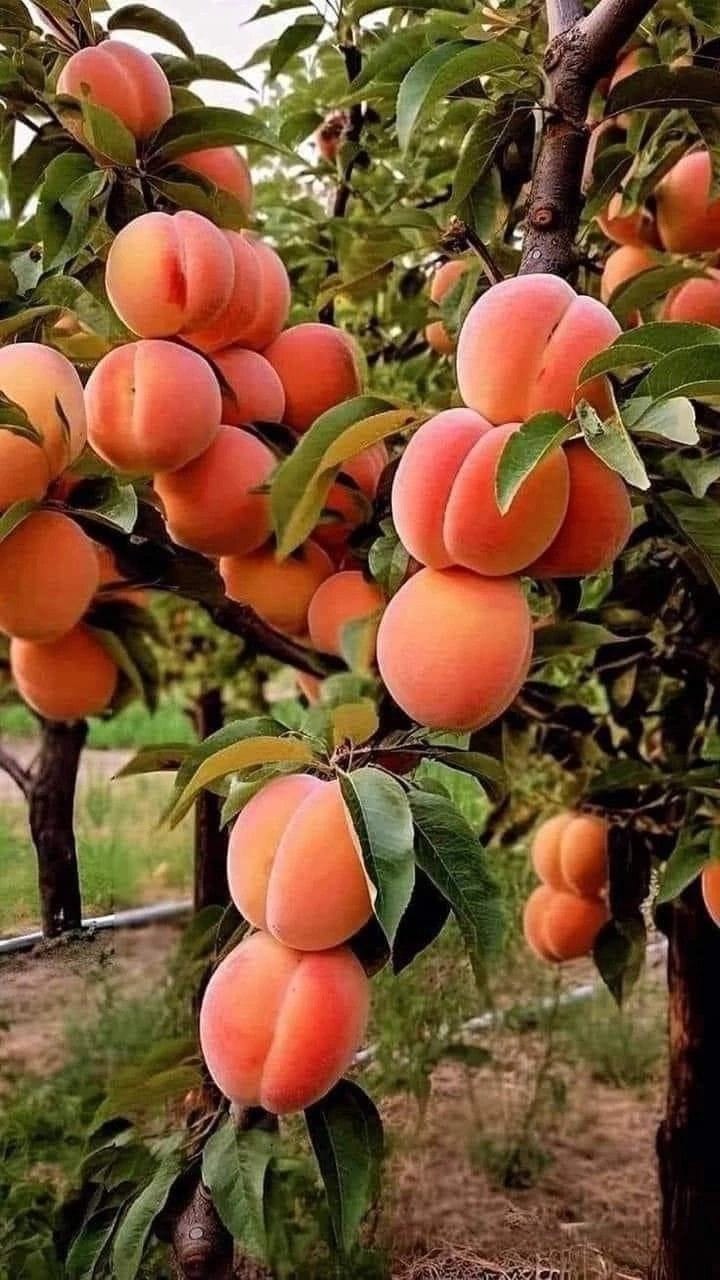 Peach Fruit Plant | Hybrid and Grafting Plant (Pack of 1)